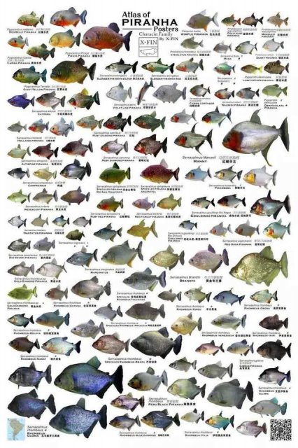 Piranha Species Chart