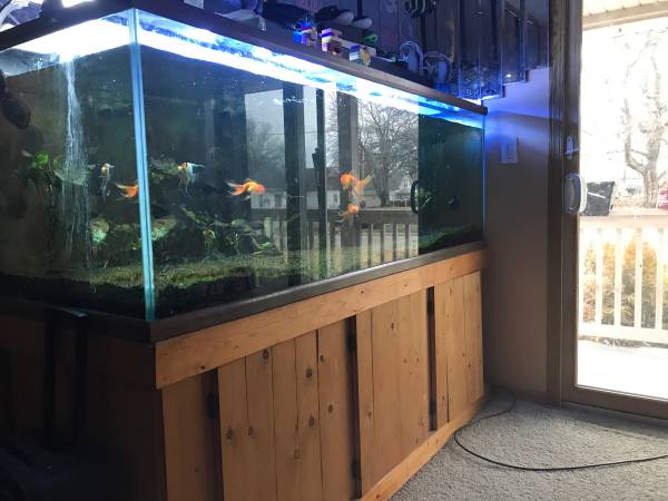 oceanic fish tank