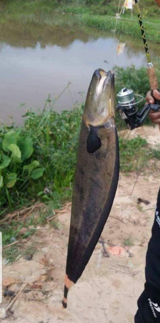 knife fish knife fish