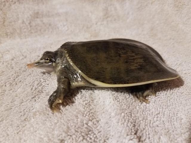softshell turtle.jpg
