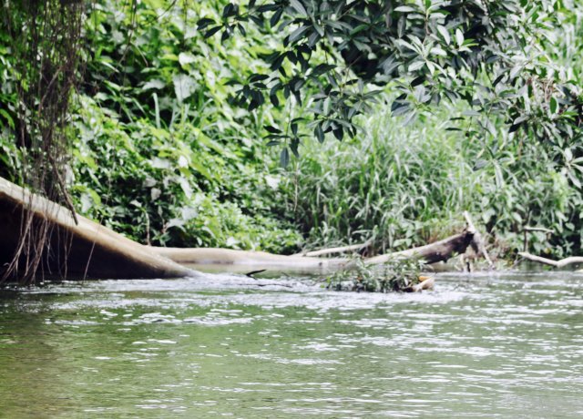 fullsizeoutput_2c1.jpeg fullsizeoutput_2c1.jpeg