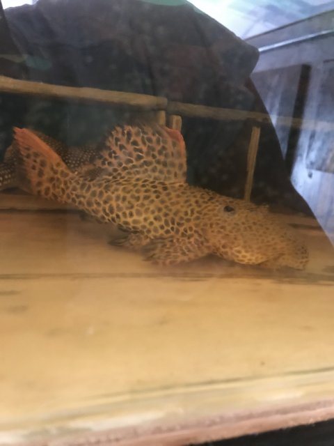 BE7961FE-F45D-4CB1-AE87-64948F70F7F9.jpeg BE7961FE-F45D-4CB1-AE87-64948F70F7F9.jpeg