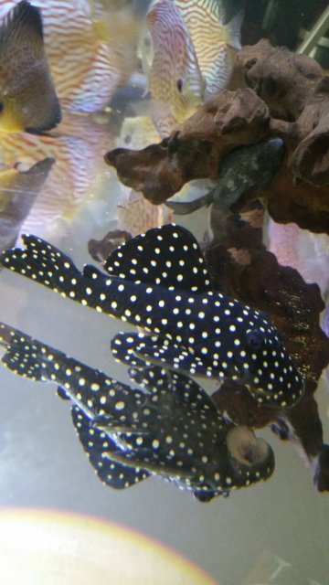 Pleco1b.jpg