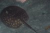 fish001.JPG