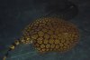 fish003.JPG