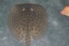 fish009.JPG