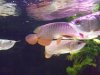 aro update 089.jpg