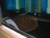 100_0008_IMG_sized.jpg 100_0008_IMG_sized.jpg