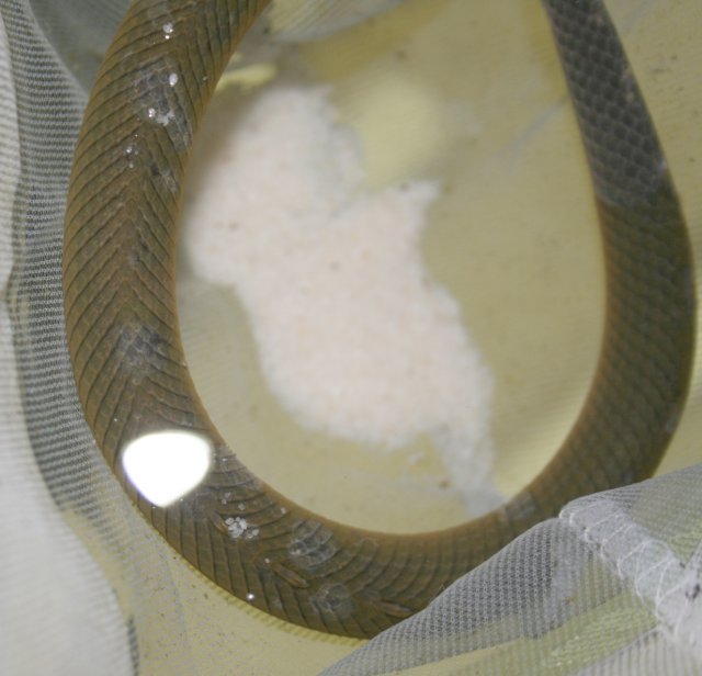 sickropefish2.jpg