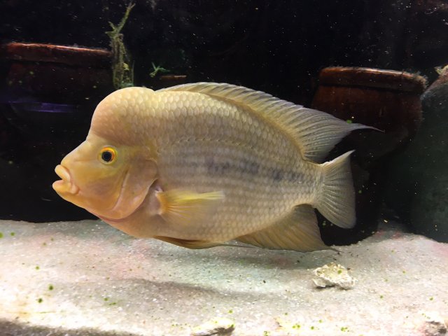 Barred Midas 4-7-2018.JPG