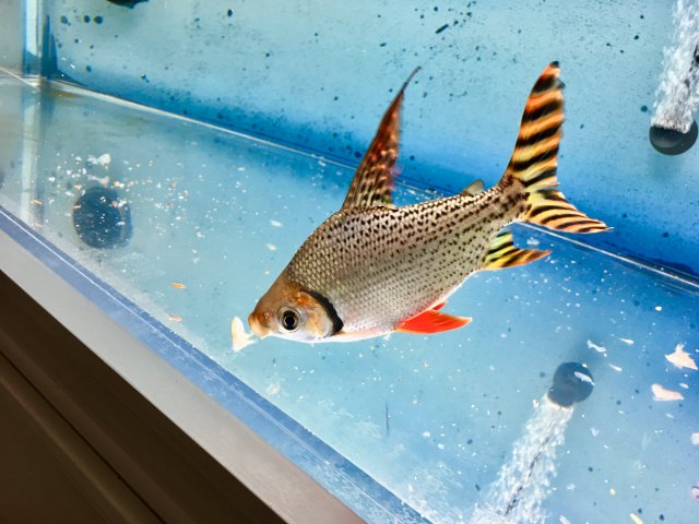 ADC67FA2-C8F5-43CA-94F8-B9FF7A333E03.jpeg ADC67FA2-C8F5-43CA-94F8-B9FF7A333E03.jpeg