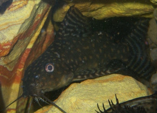 Synodontis, angelicus Angie.JPG