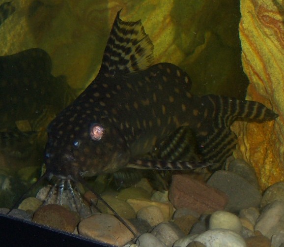 Synodontis, angelicus Angie 2.JPG