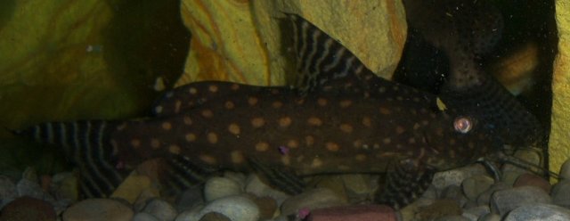 Synodontis, angelicus Angie 3.JPG
