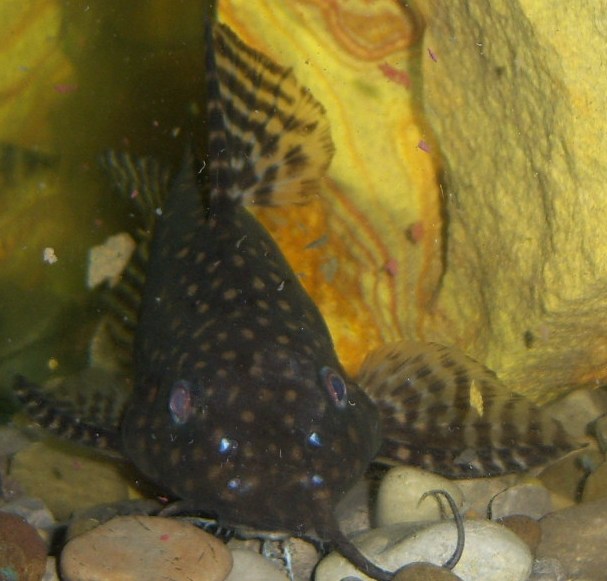 Synodontis, angelicus Angie 4.JPG