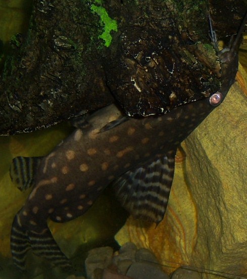 Synodontis, angelicus Angie 5.JPG