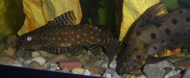 Synodontis, angelicus Angie 6.JPG