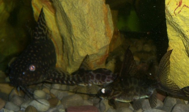 Synodontis, angelicus Angie 7.JPG