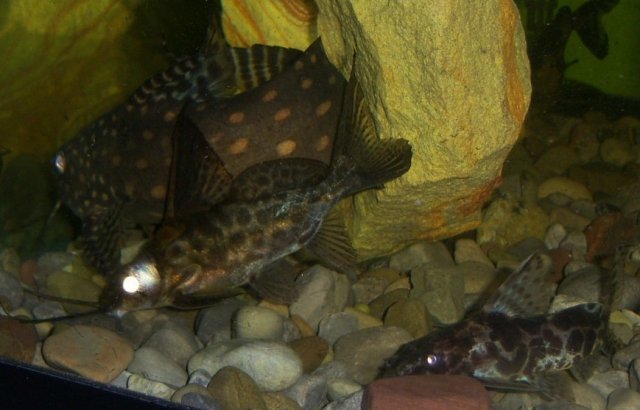 Synodontis, angelicus Angie 8.JPG