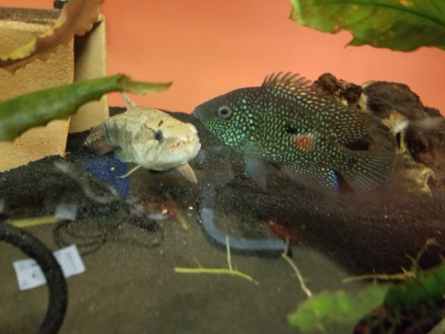 20180408_174236.jpg 20180408_174236.jpg