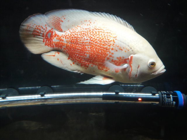 20180406_214248.jpg