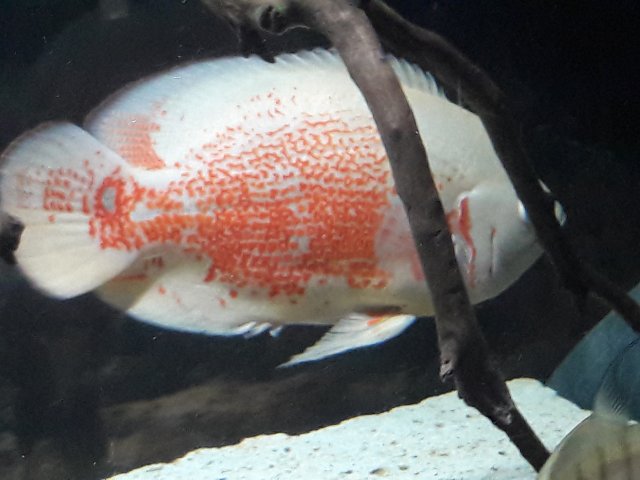 20180404_233752.jpg