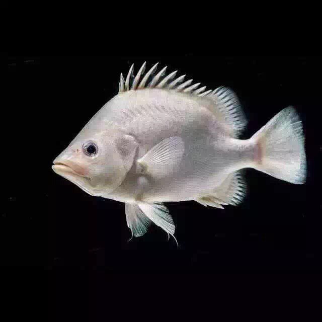 13584244_269596553413511_1422604948_n.jpg