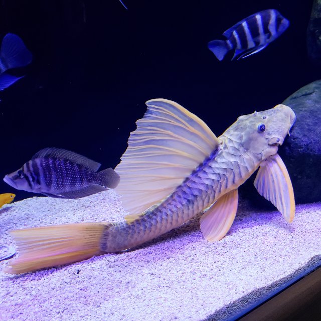 Show your Plecos Here !! | MonsterFishKeepers.com