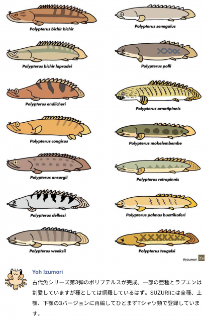 Bichir Species Chart