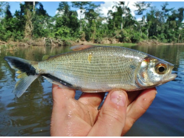 Black-Finned Brycon.jpg