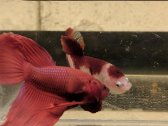 betta flaring 2.jpg