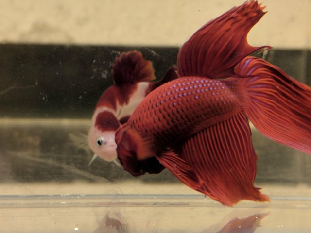 bettas flaring 1.jpg