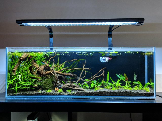 betta set up.jpg