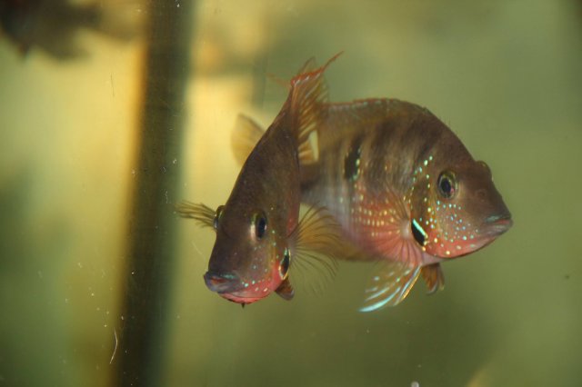 Firemouth x Ellioti.jpg