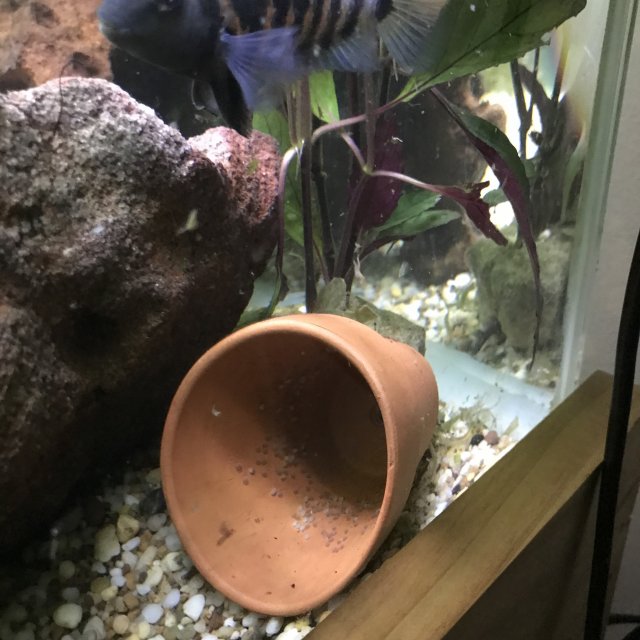 Are these convict cichlid eggs fertile?