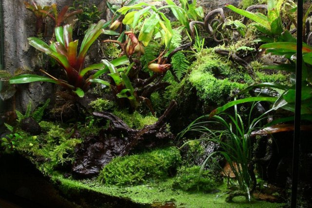 Terrarium.jpg