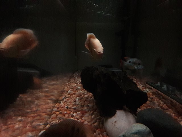 20180423_223815.jpg