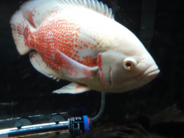 20180426_223411.jpg