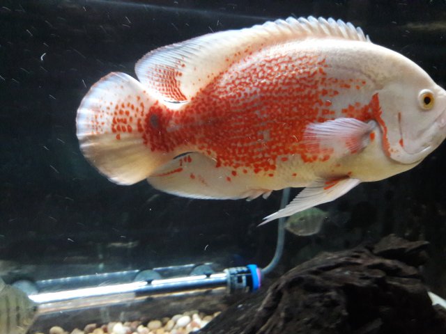 20180426_223102.jpg