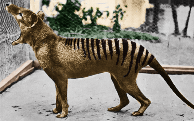 yawning_thylacine_in_color_by_pudgemountain-d77yirz.png