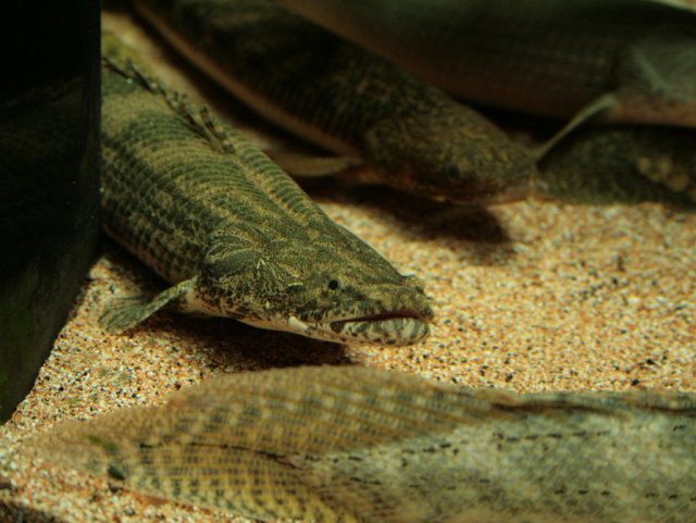sp_Dabola1_068.JPG sp_Dabola1_068.JPG