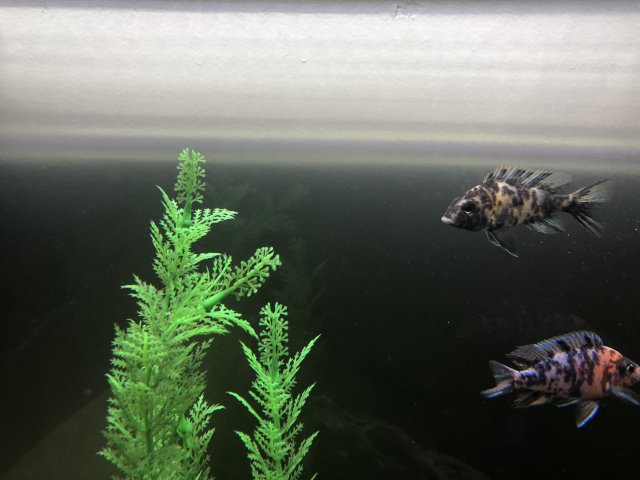 6CCD9A40-6947-4961-863B-4767FC3476C4.jpeg 6CCD9A40-6947-4961-863B-4767FC3476C4.jpeg