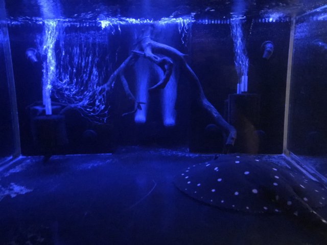 E6C04535-1709-428D-826A-CBB08191FAE6.jpeg