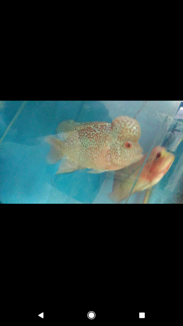 Screenshot_20180507-091154.png