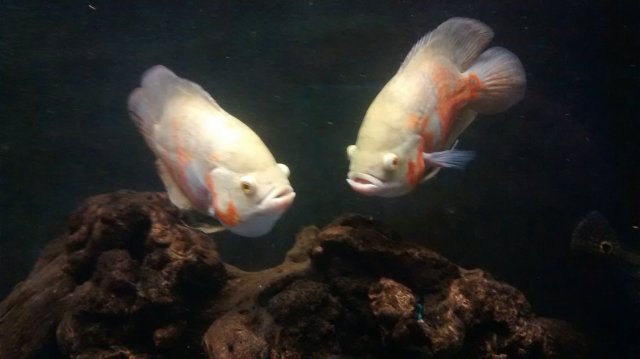 IMG_20180409_022418701.jpg