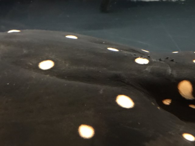 030EC96B-4E26-4268-9D66-F4D0A9181C63.jpeg