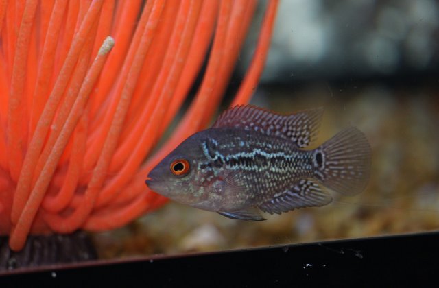 fish1.jpg fish1.jpg