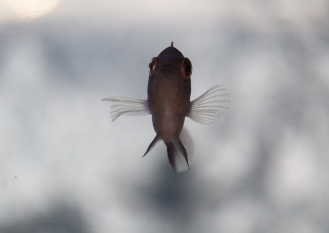 fish2.jpg fish2.jpg