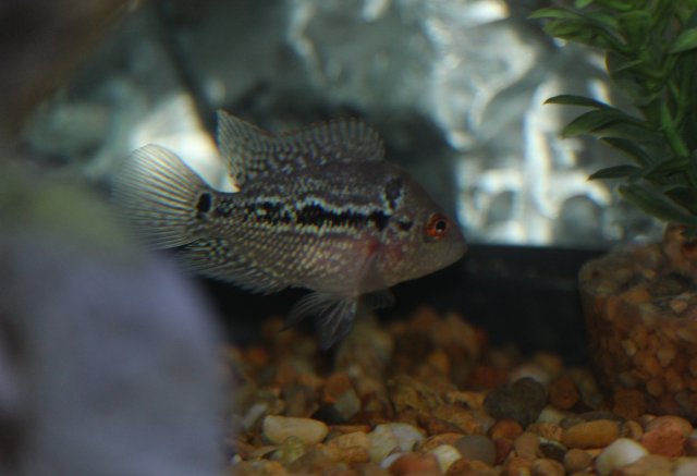 fish3.jpg fish3.jpg