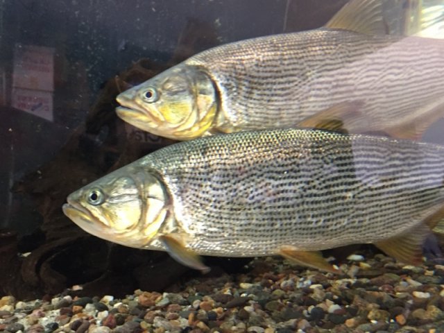 image1.jpg